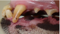 Closeup of Italian Greyhound teeth, affected by FEH.