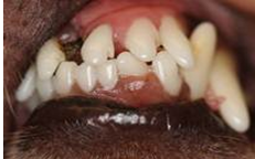 Closeup of Italian Greyhound teeth, unaffected by FEH