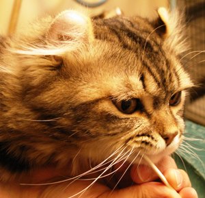 Demonstration of swabbing the inner cheek of a cat with a cotton swab