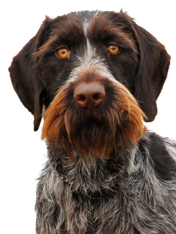 Face of a German Wirehaired Pointer showing furnishings