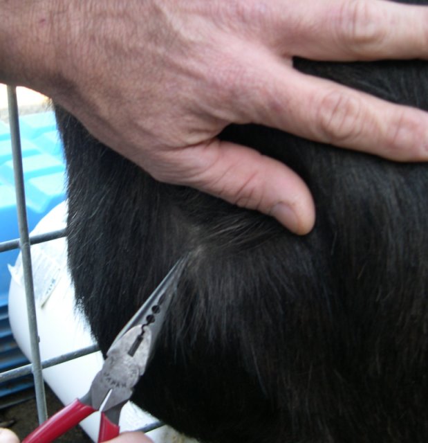 Sampling goat hair using pliers