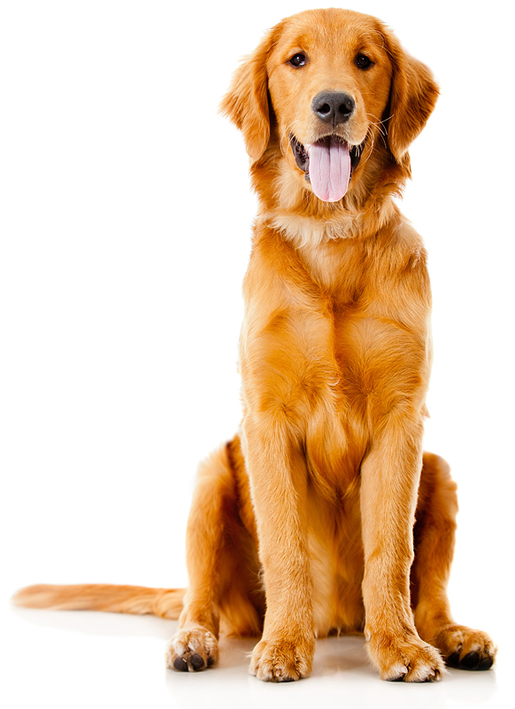 Veterinary Genetics Laboratory - New Tests and Panel for Golden Retrievers