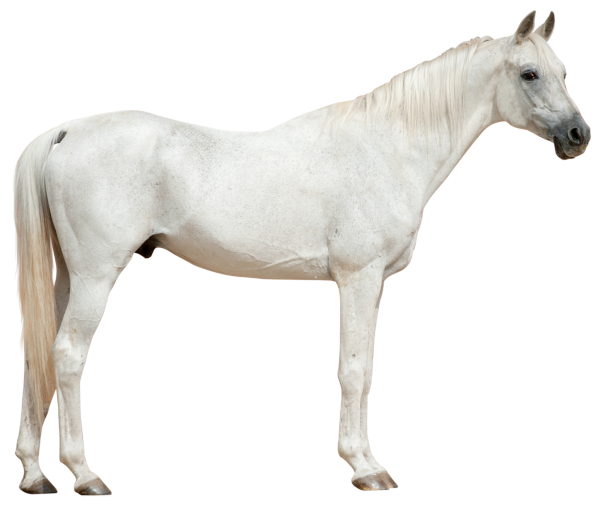 Gray Horse Example 3