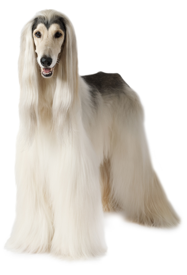 Afghan Hound with grizzle markings