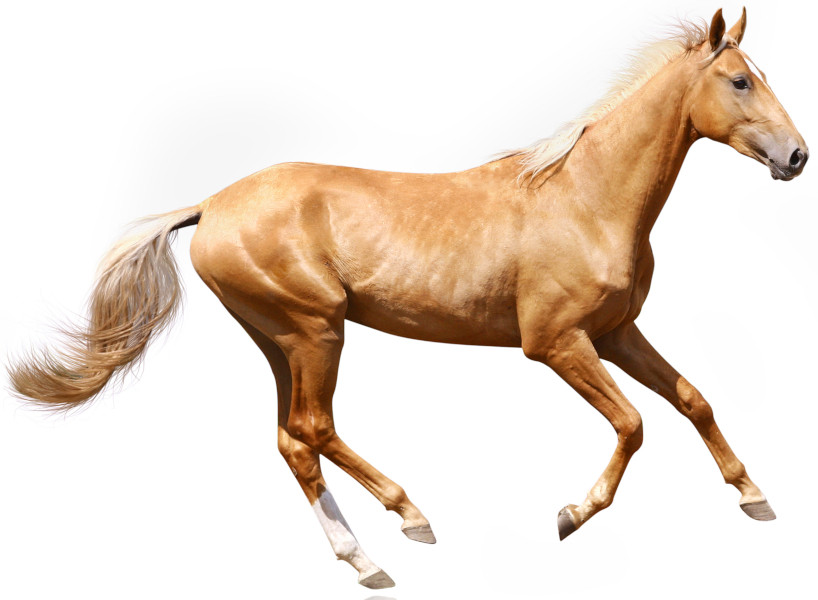 Zangersheide Horse: Discover the Dominant Breed Colors