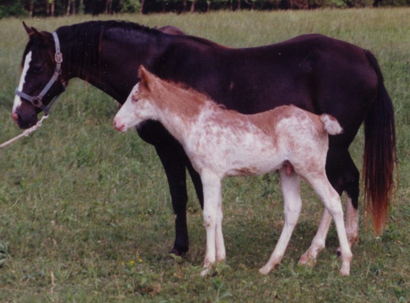 Black mare with chestnut sabino foal