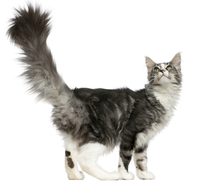 Long-haired Maine Coon Cat