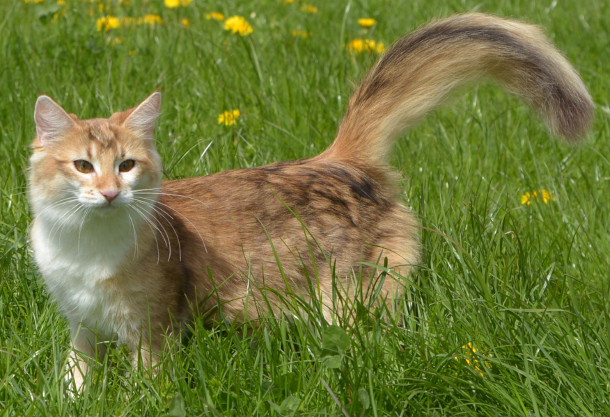 Norwegian Forest Cat with amber coat color