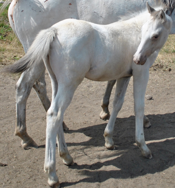 Nearly white foal homozygous for PATN1