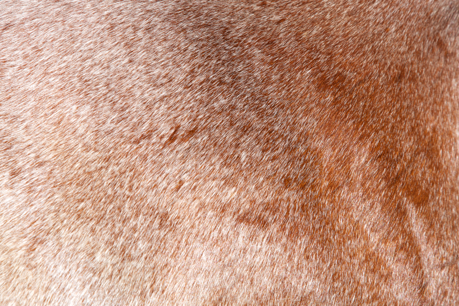 Closeup of intermixed white and colored hairs on a classic roan horse