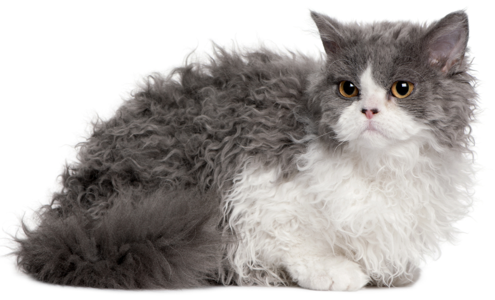 Gray and white Selkirk Rex lying down