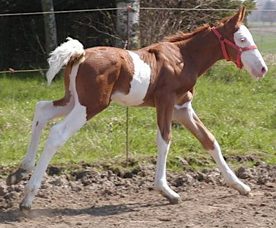 Foal with spalshed white markings