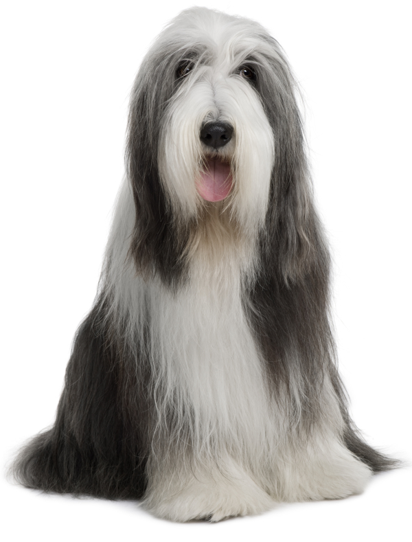 Bearded Collie with straight coat