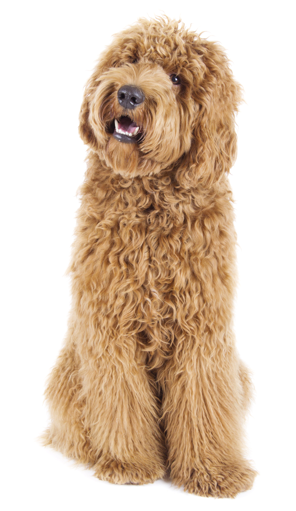 Yellow Labradoodle with wavy coat