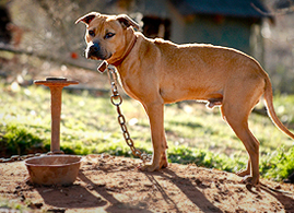 Tan pit bull-type dog on a heavy chain outdoors