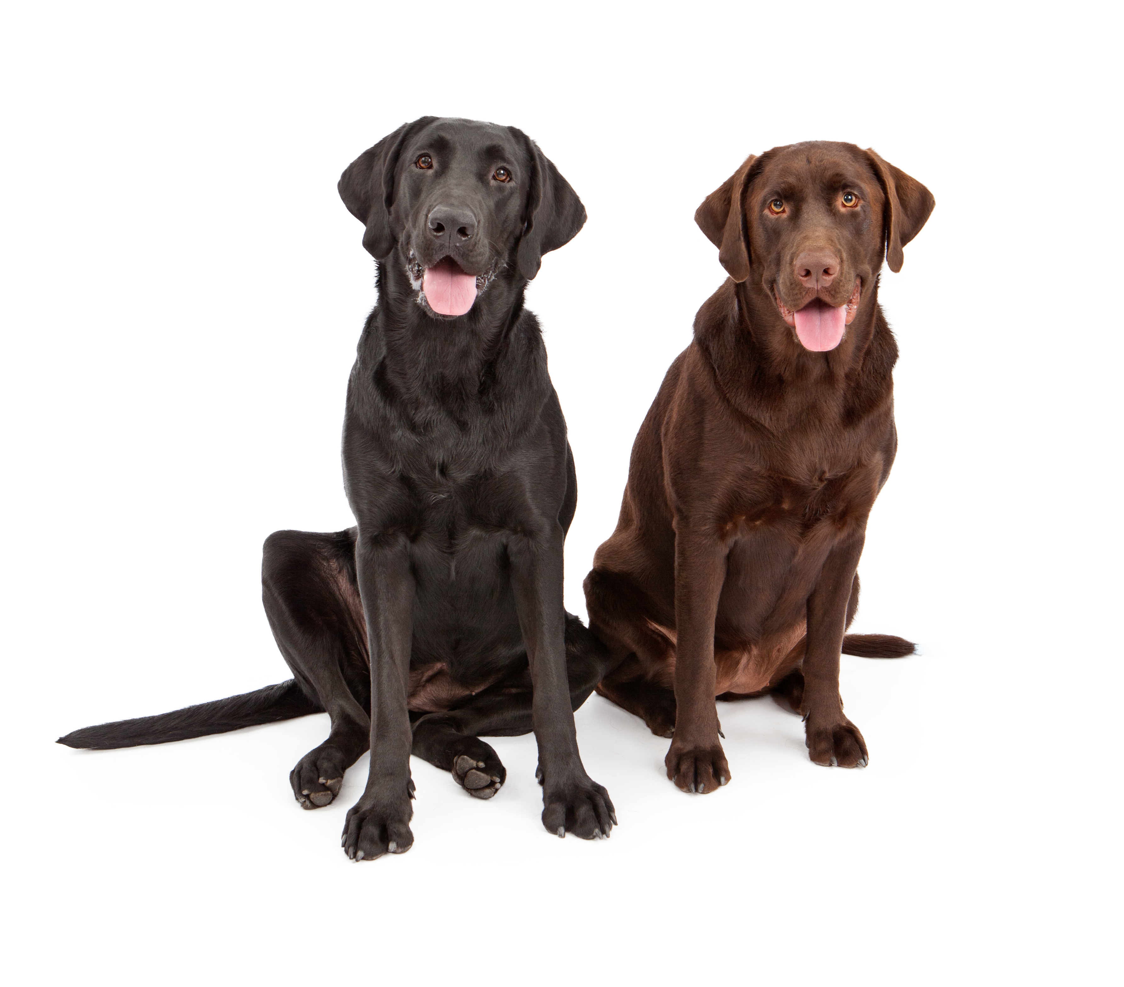 Two chocolate Labrador retrievers