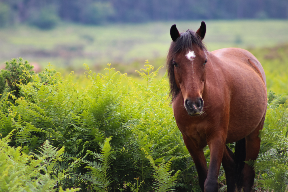 A new forest pony in a green field.