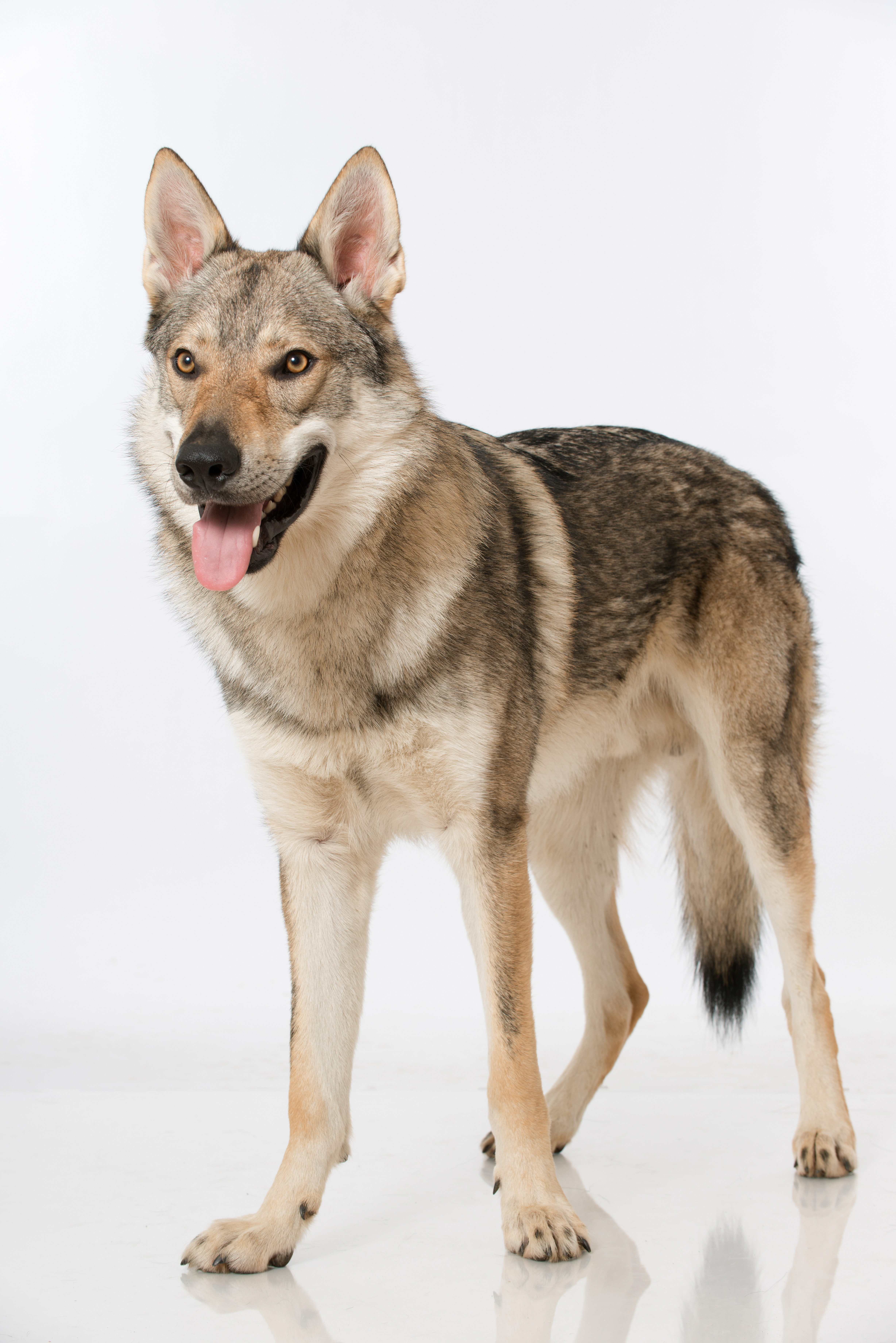 Czechoslovakian Wolfdog with Agouti coloration