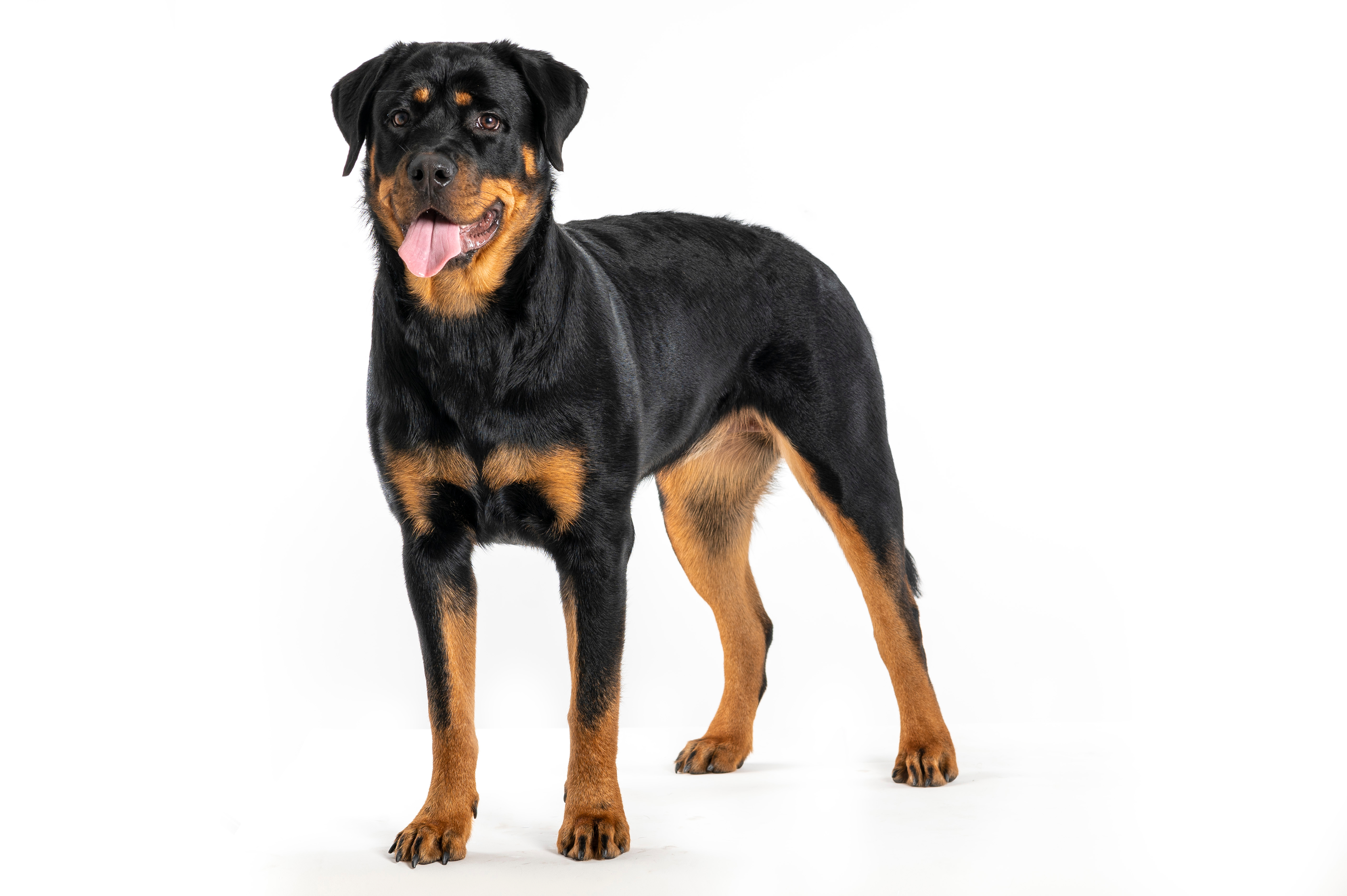 Rottweiler with Black Back coloration
