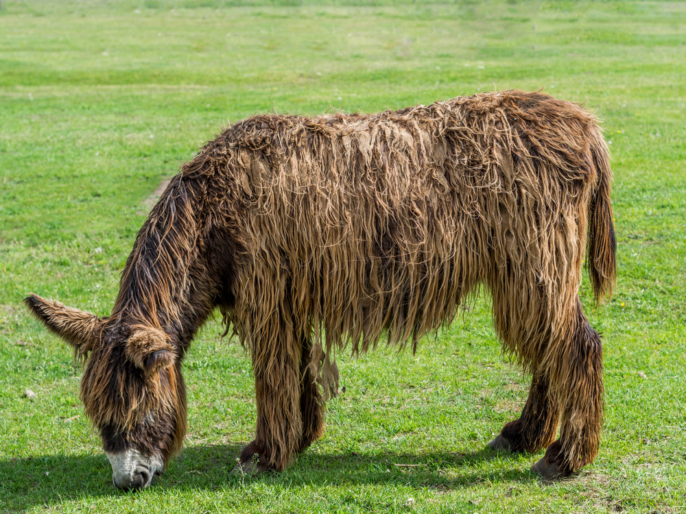 Long-haired donkey in pasture