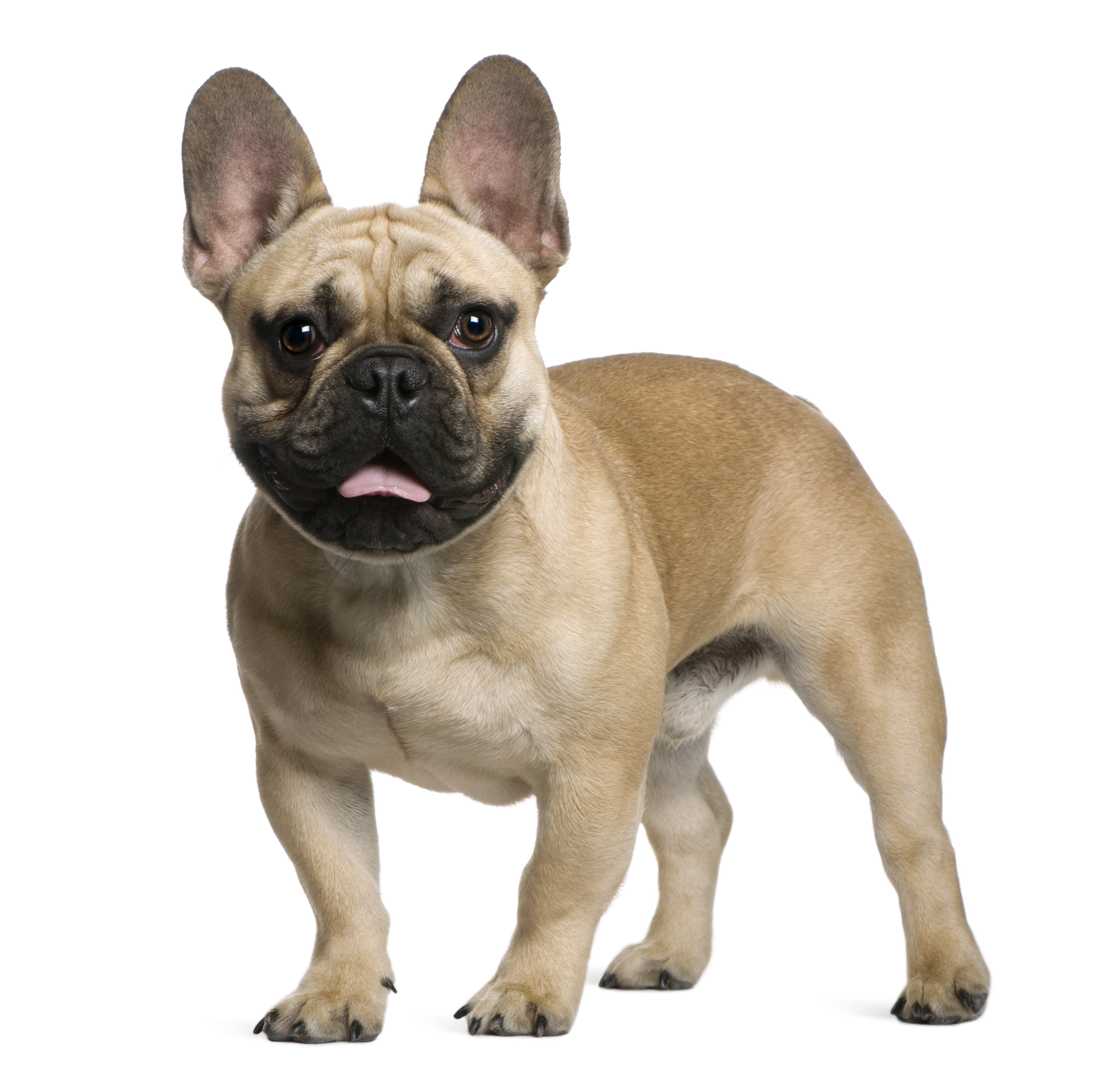 A French Bulldog with Dominant Yellow coloration