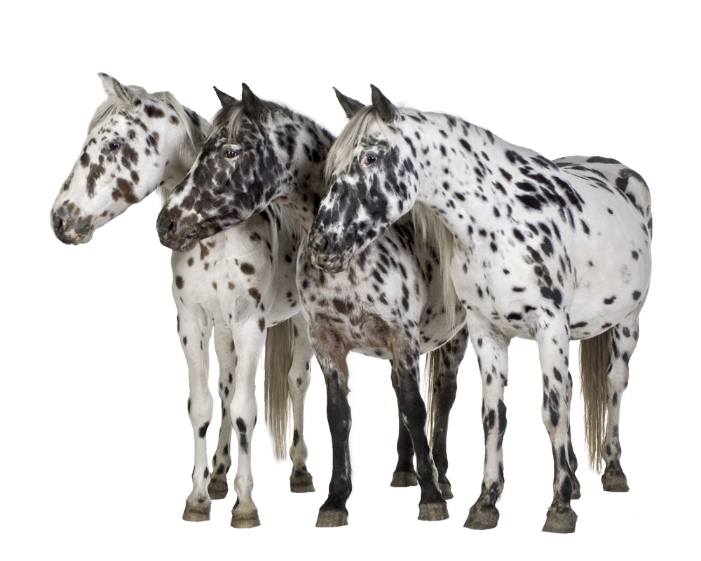 Appaloosa Horses and Leopard Horses