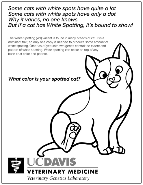 Cat White Spotting Coloring Page