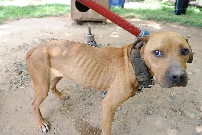 A malnourished and injured dog.