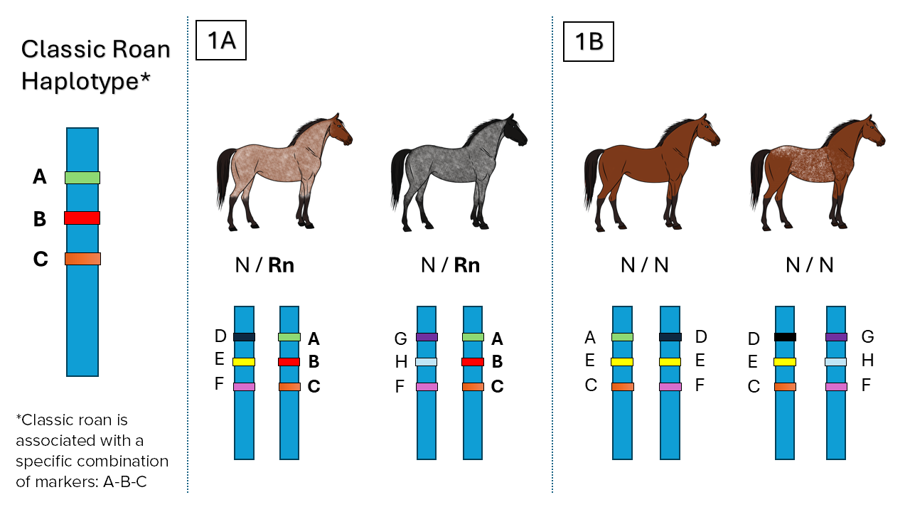 Illustration of a simplified example of the VGL's classic roan haplotype test