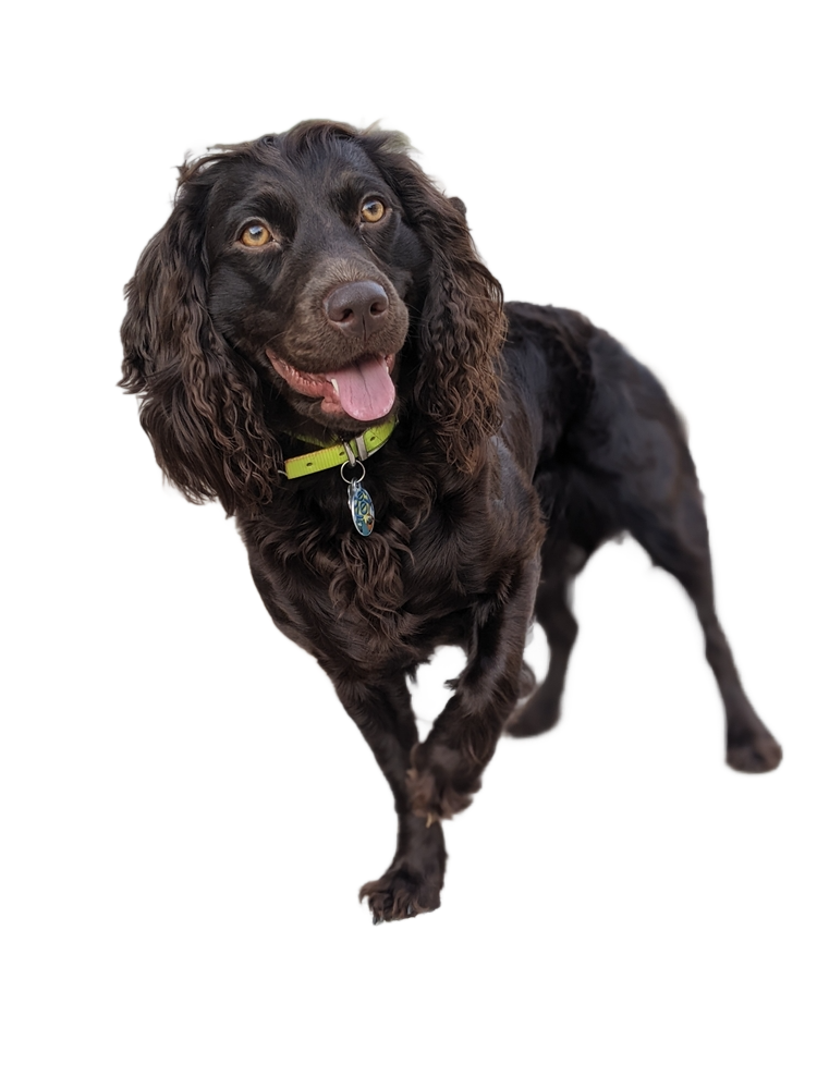 Boykin Spaniel