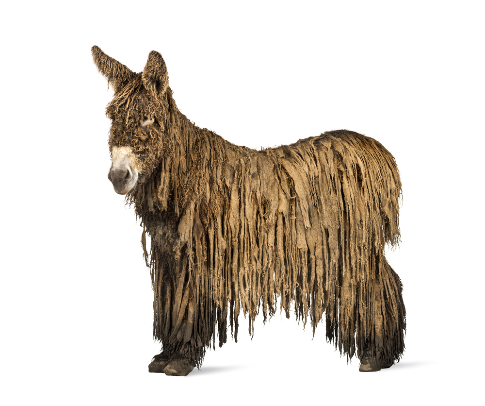 Long-haired donkey