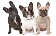 Group of French Bulldogs