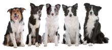 Group of Border Collies with different fur colors and markings