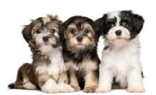 Group of Havanese puppies