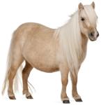 Palomino Shetland Pony