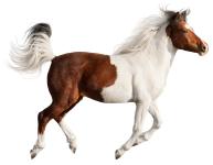 Horse with white patterning