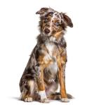 Miniature American Shepherd puppy