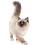 Birman kitten