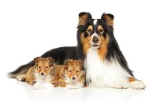 Shetland Sheepdog female with two puppies.
