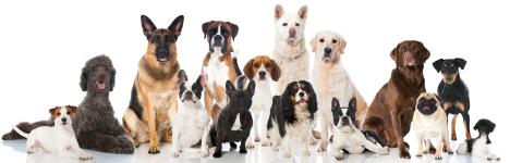 Group of multiple dogs of different breeds and coat colors