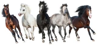 Herd of horses with different coat colors and markings
