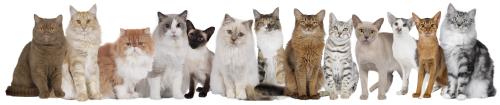 Large group of cats of different breeds and colors