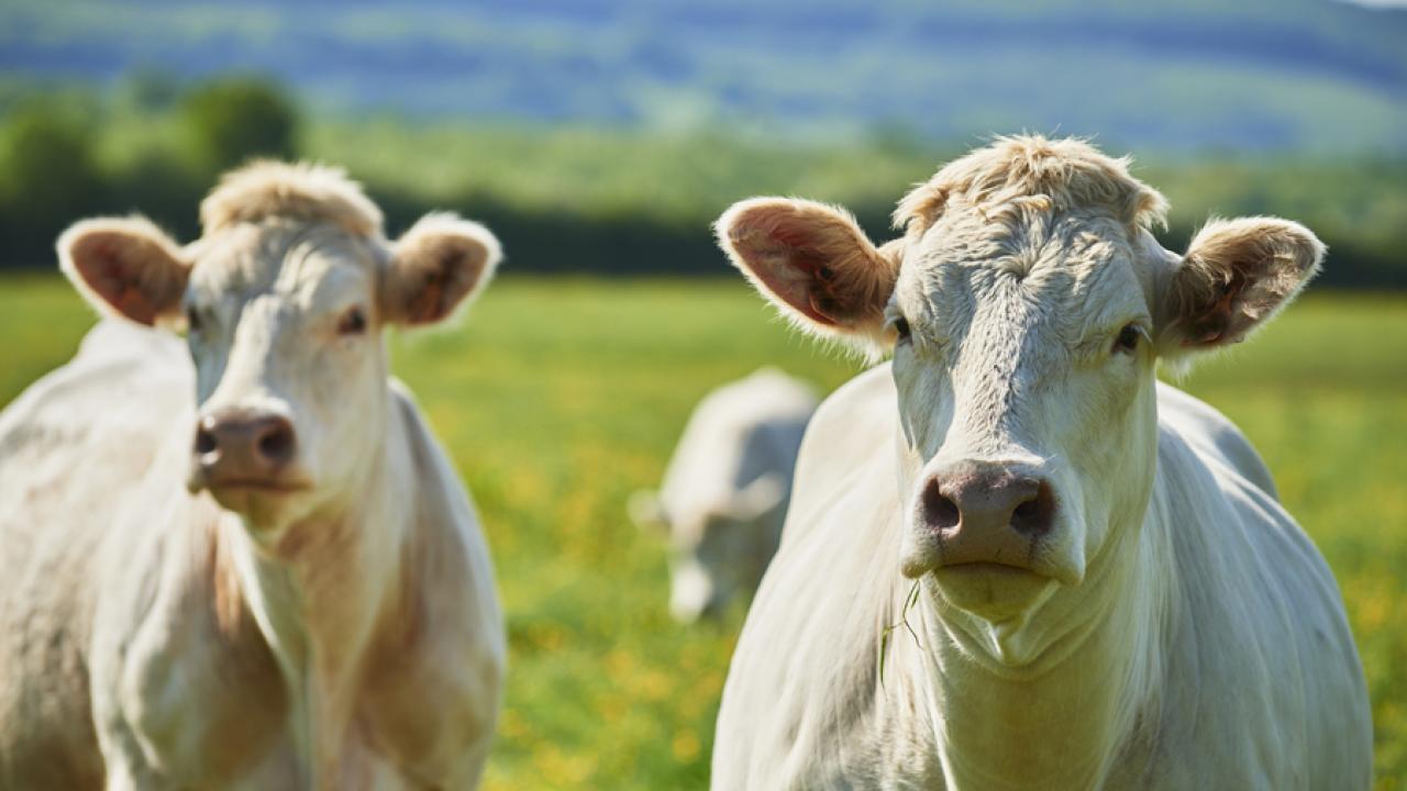 Charolais cattle