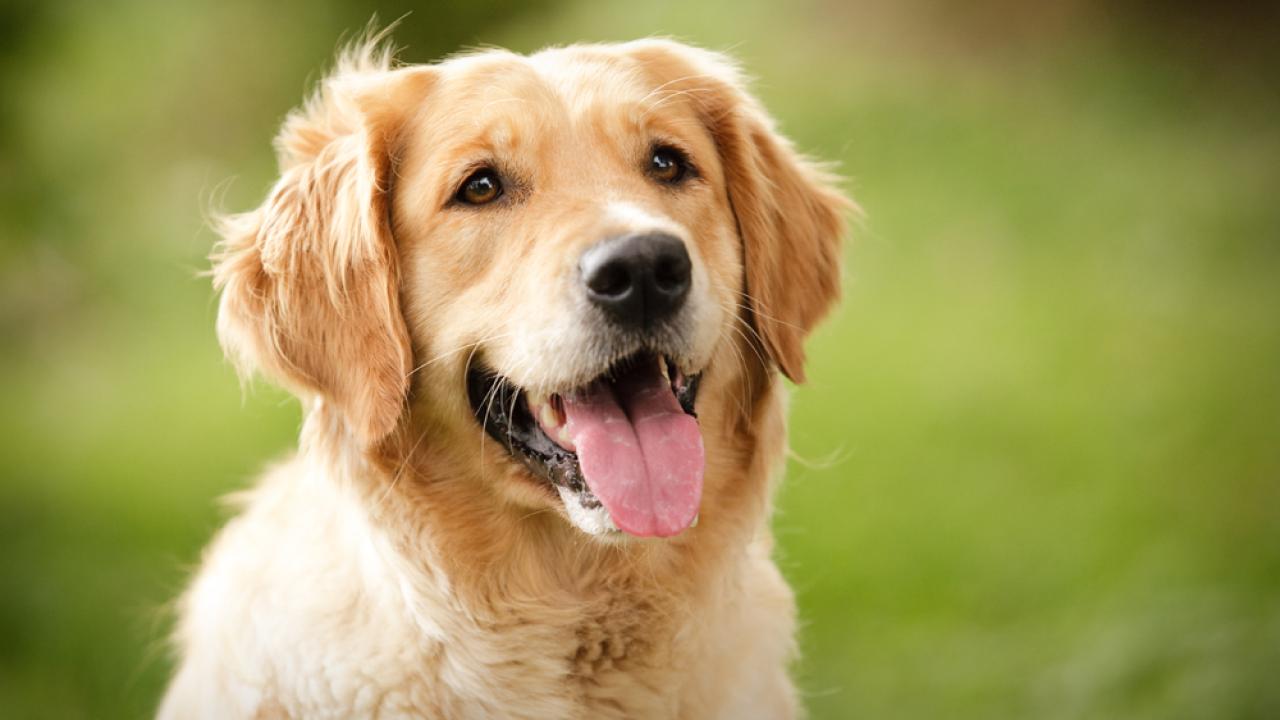 Golden Retriever