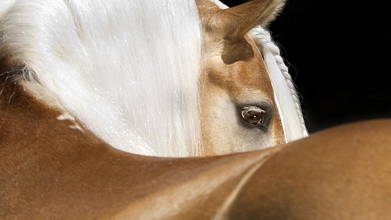 Haflinger