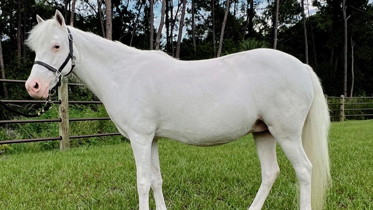 Pony with a completely white coat who is SB1/SB1