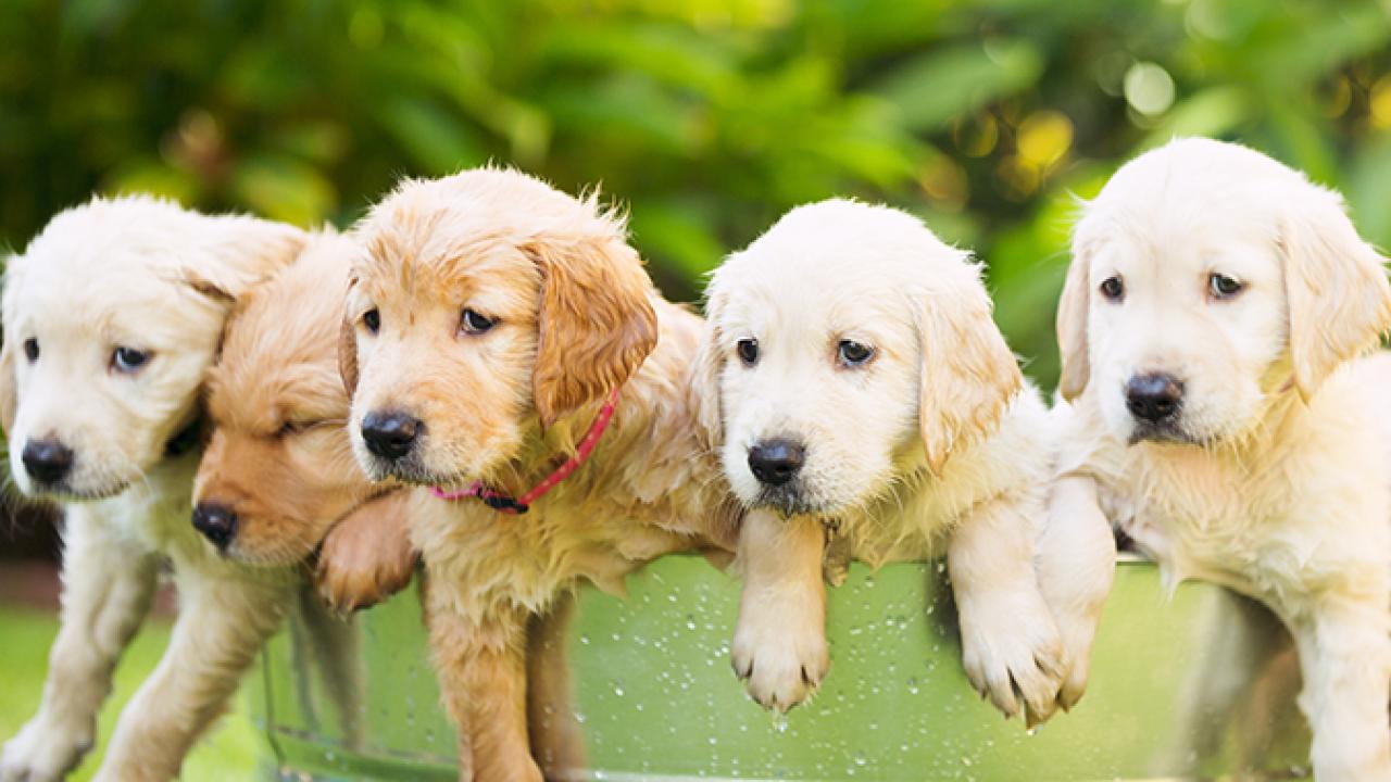 Golden Retriever Puppies