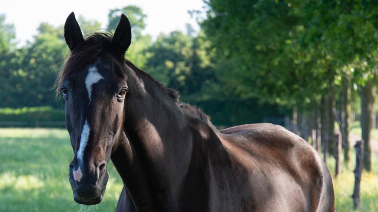 Tennessee Walking Horse