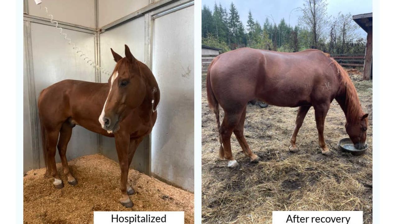 Legend, a 6-year-old Quarter Horse, diagnosed with MYHM during hospitalization and after recovery. Photo credit: Karissa Waber.