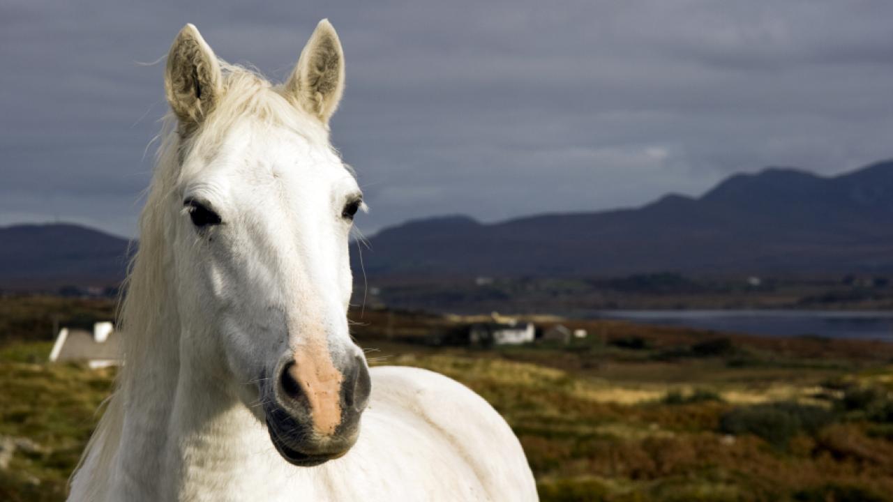Connemara Pony